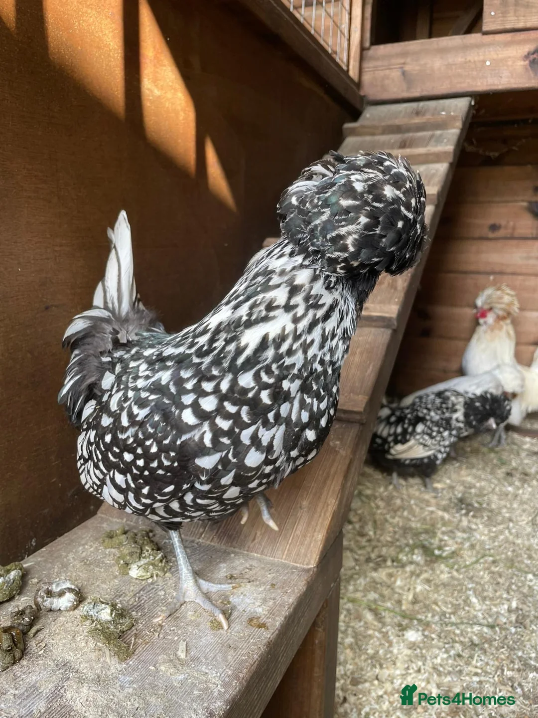 Chickens poultry for sale: Variety of polish chickens  - Advert 1