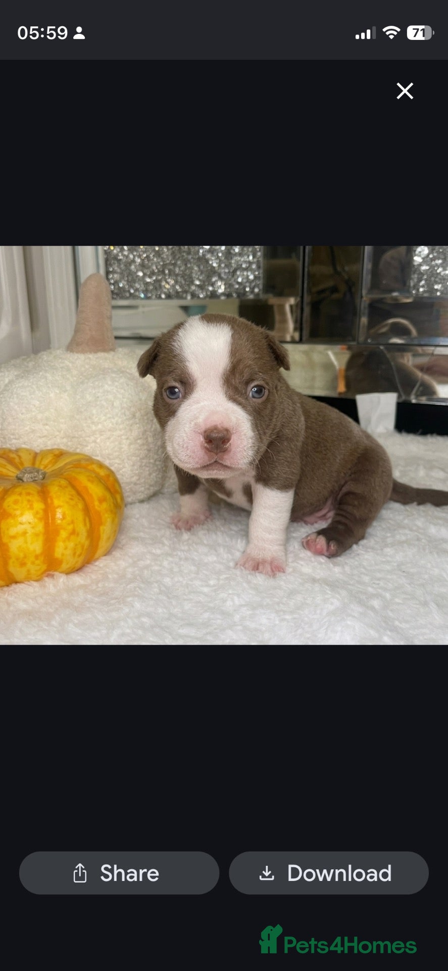 American Bully dogs for sale: 4 ABKC unreal pocket/micro bully’s - Advert 1