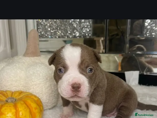 American Bully dogs for sale: 4 ABKC unreal pocket/micro bully’s - Advert 1