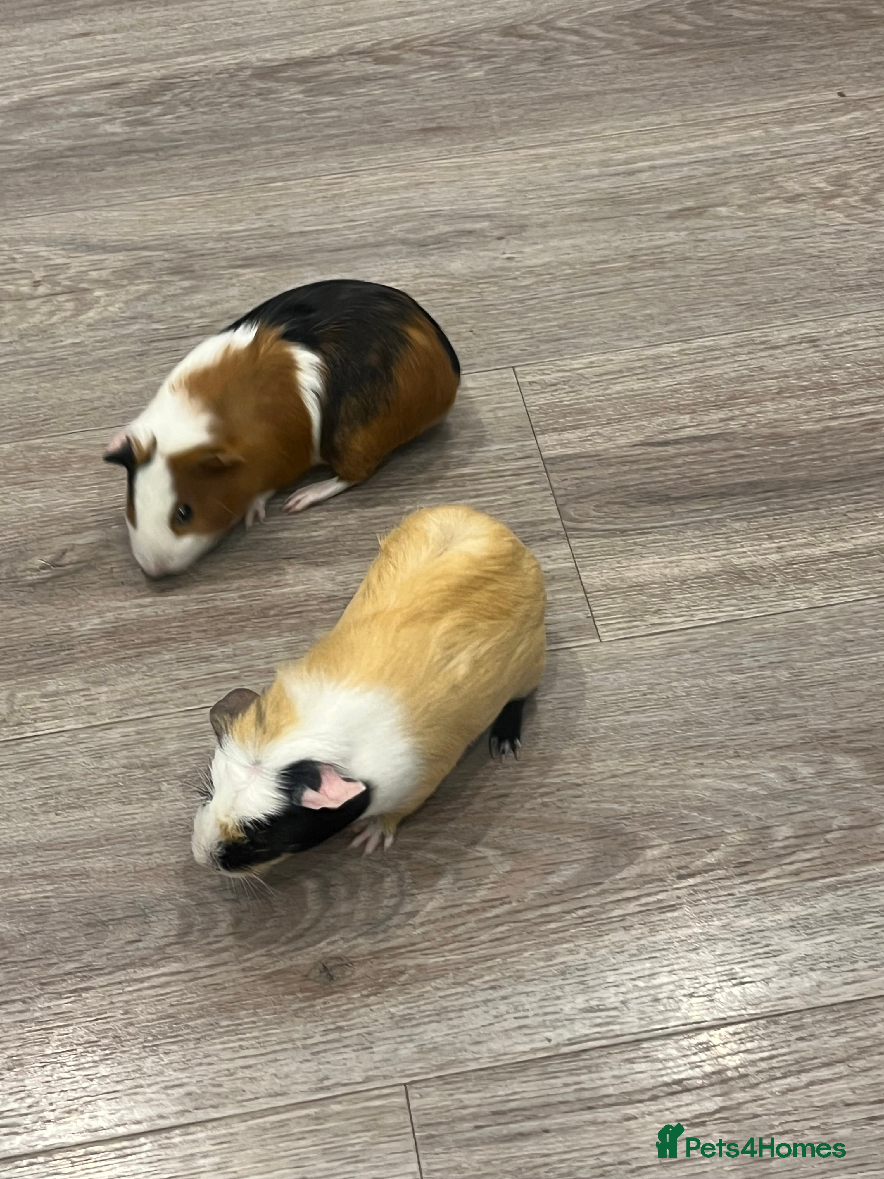 Guinea Pig rodents Two female Guinea pigs. With cage and accessories  - Advert 1