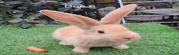 Continental Giant rabbits for sale: Pure Continental Giants  VACCINATED 3 in 1 Reserve - Advert 12