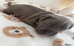 Staffordshire Bull Terrier dogs for sale: Beautiful puppies Staffordshire bull terrier  - Image 11
