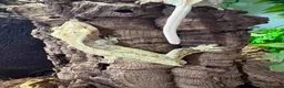 Gecko reptiles for sale: Crested geckos babies and adults and breeding grou - Advert 2