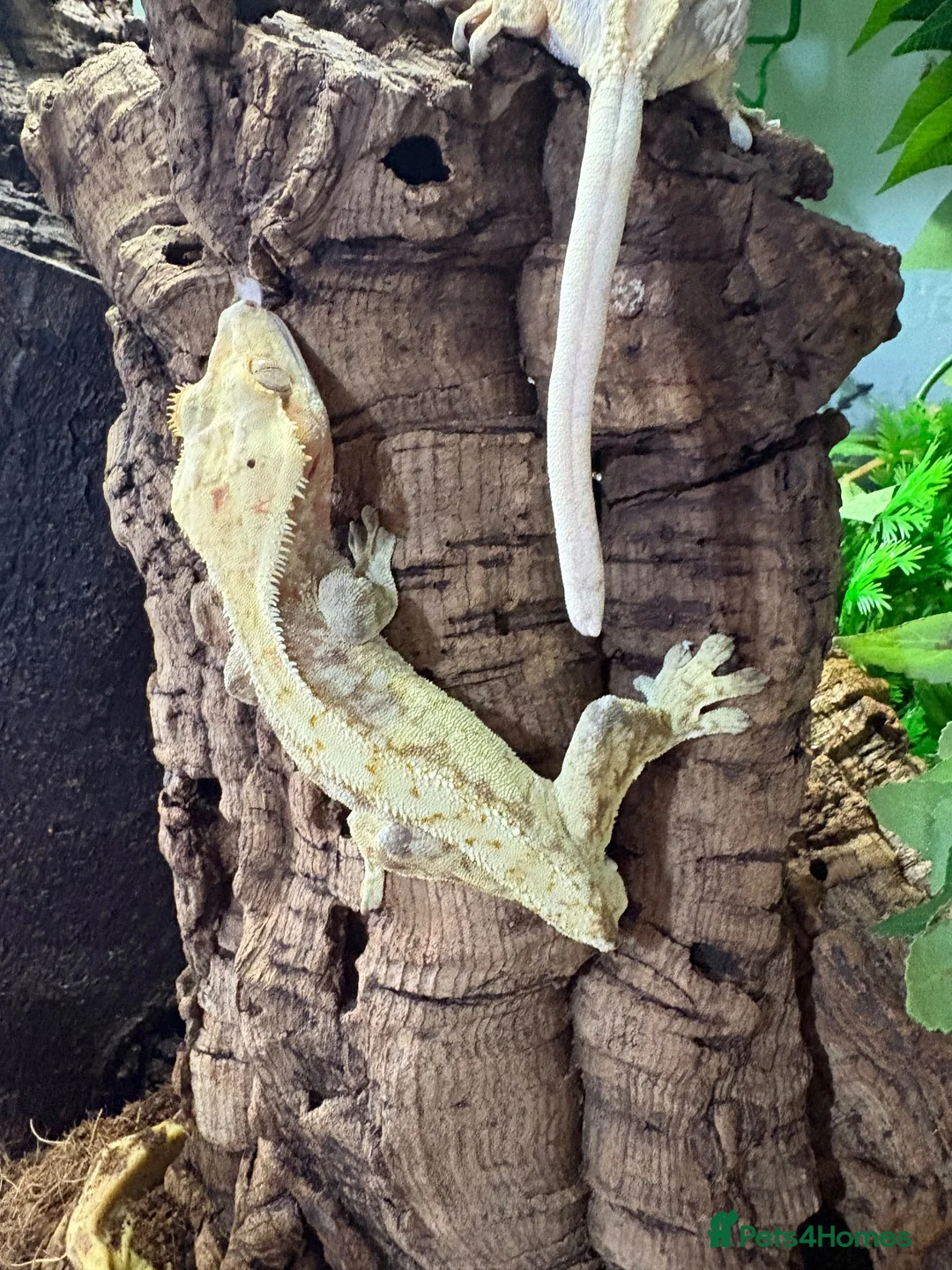 Gecko reptiles for sale: Crested geckos babies and adults and breeding grou - Advert 2