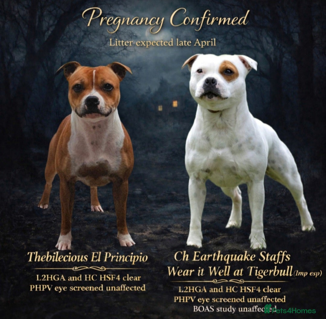 Staffordshire Bull Terrier dogs Kc registered Staffordshire bull terrier pups  - Advert 1