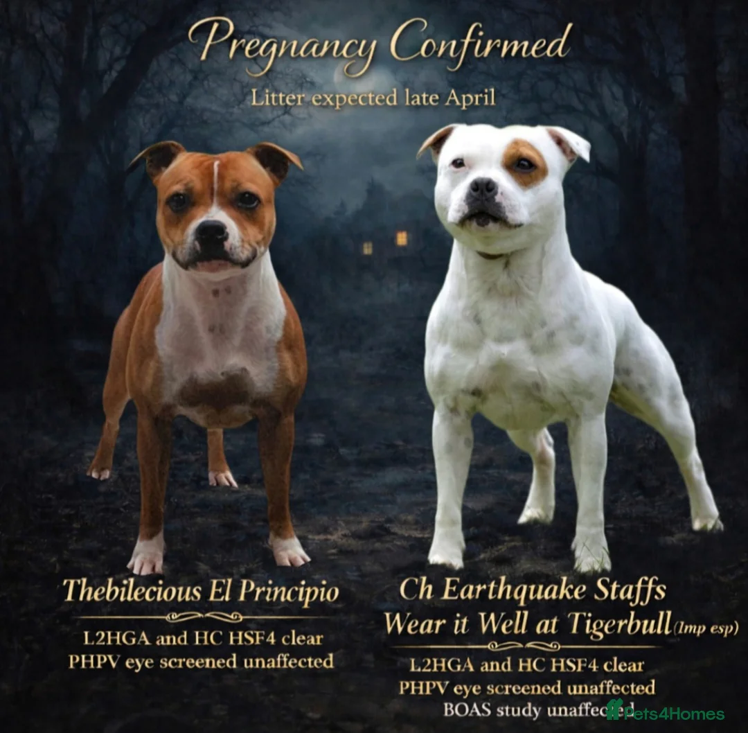 Staffordshire Bull Terrier dogs for sale: Kc registered Staffordshire bull terrier pups  - Advert 1