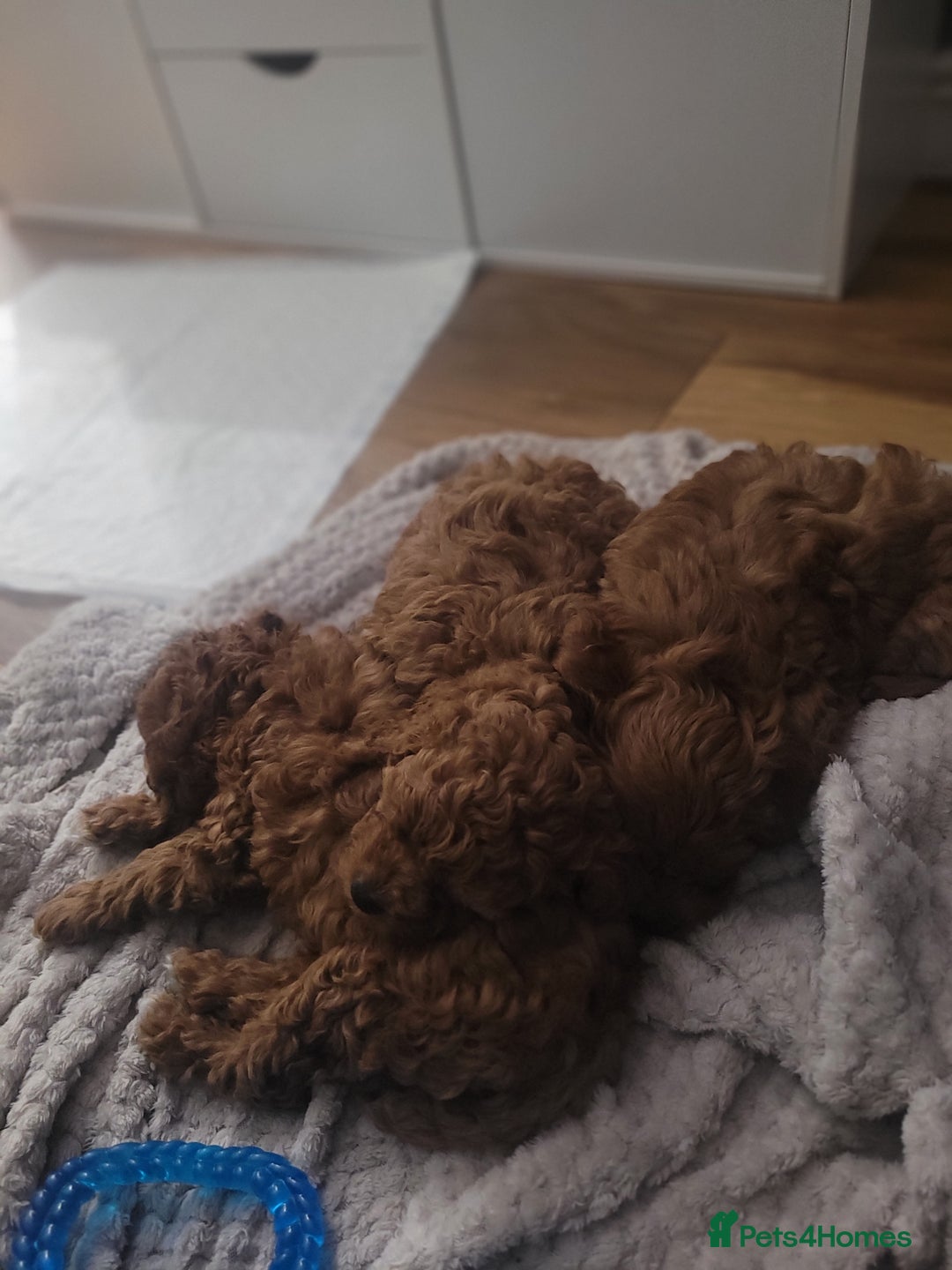 Cavapoo dogs for sale: Beautiful Female Cavapoo Puppy – Ready - Advert 5