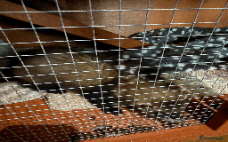 Ferret rodents for sale: FERRET FOR SALE - Image 6