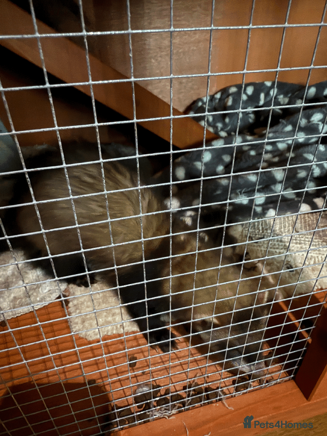 Ferret rodents for sale: FERRET FOR SALE - Image 6