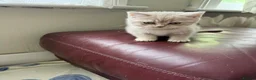 British Shorthair cats for sale: BSH kittens for sale  - Advert 8