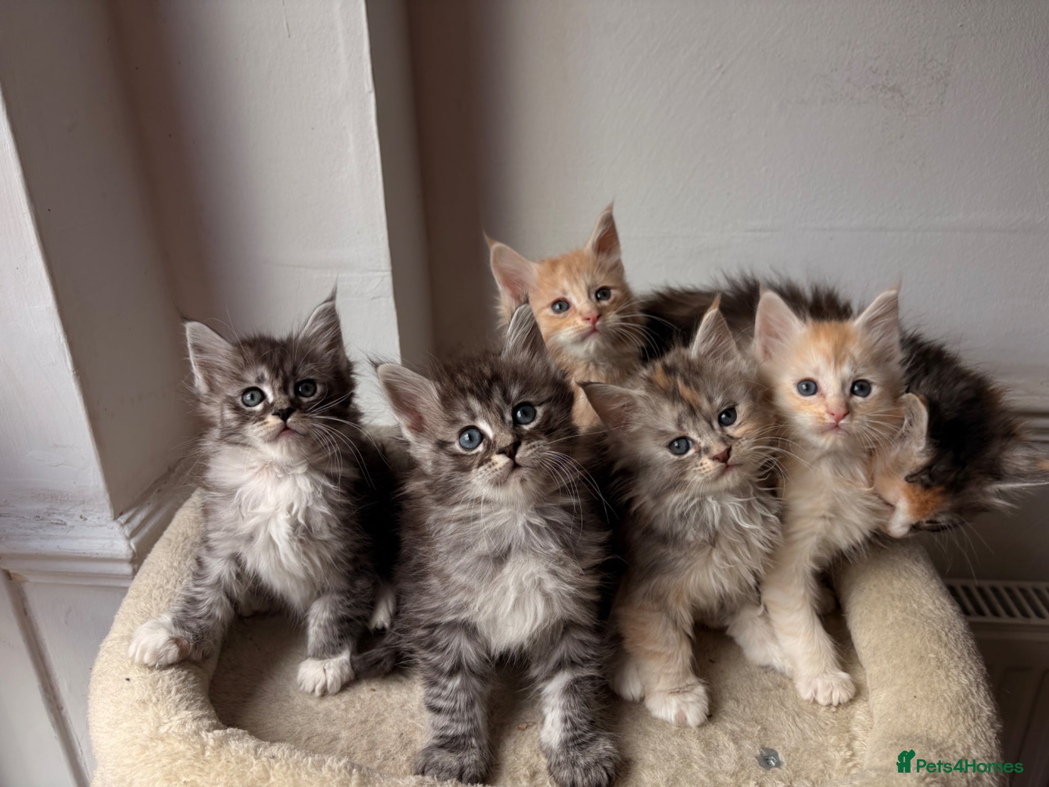 Maine Coon cats for sale: Sweet teddy bears. 🧸 🐈‍⬛ - Advert 1