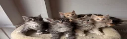 Maine Coon cats for sale: Sweet teddy bears. 🧸 🐈‍⬛ - Advert 1