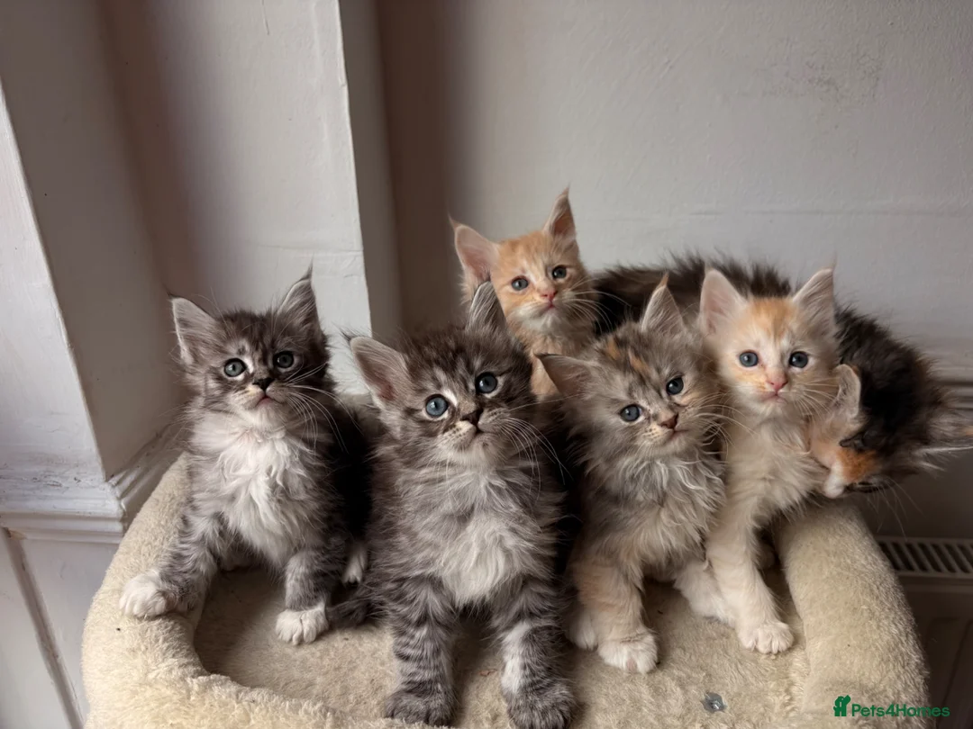 Maine Coon cats for sale: Sweet teddy bears. 🧸 🐈‍⬛ - Advert 1