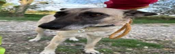 Mixed Breed dogs for adoption: Asha - Norwich Norfolk  - Advert 6