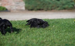 Cocker Spaniel dogs for sale: KC Reg – Fully Health Tested – Working Cocker Pups - Image 10