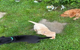 Labrador Retriever dogs for sale: Labrador retrievers  - Image 9