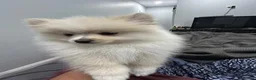 Pomeranian dogs for sale:  Tiny Male Pomeranian Puppy  in Stafford - Advert 3