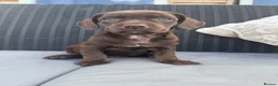 Mixed Breed dogs for sale: CHI SPANIEL PUPPIES READY 5th SEP - Advert 7