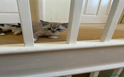 Mixed Breed cats for sale: Stunning kittens for sale  - Image 4