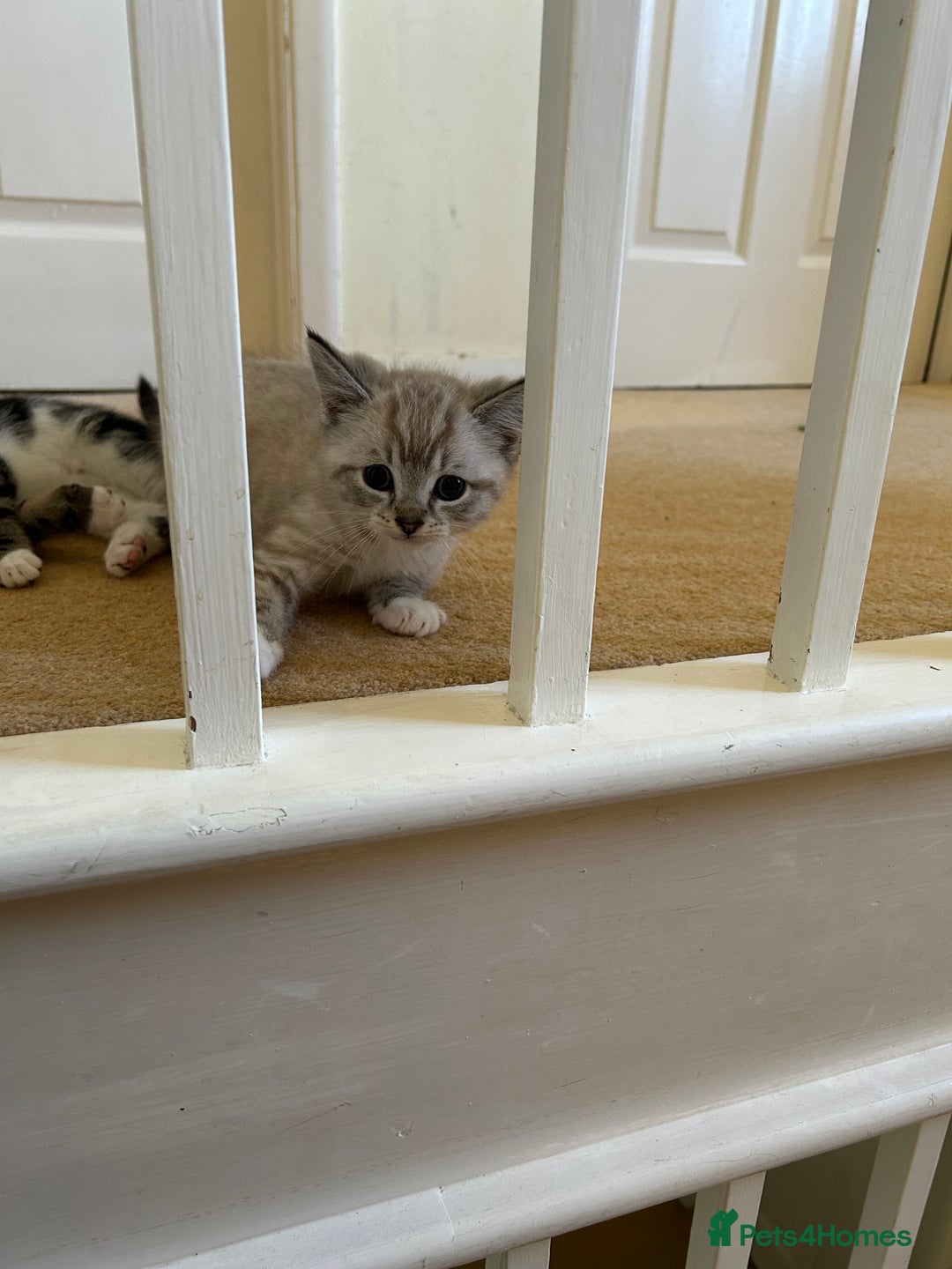 Mixed Breed cats for sale: Stunning kittens for sale  - Image 4