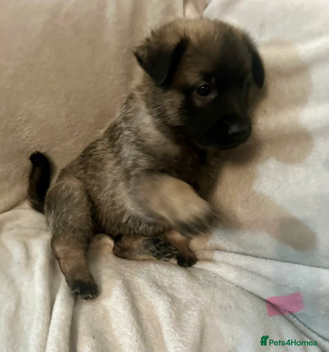 German Shepherd dogs for sale: German shepherd pups - Advert 7