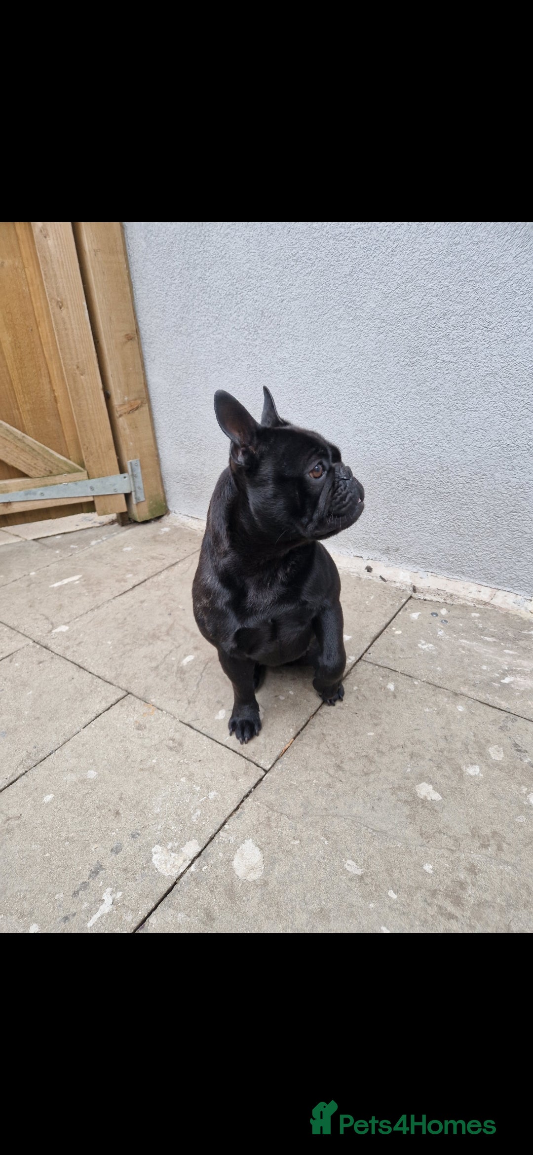 French Bulldog dogs for sale: Beautiful example of a French Bulldog - Advert 2