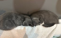 British Shorthair cats for sale: British shorthair kittens  - Image 9