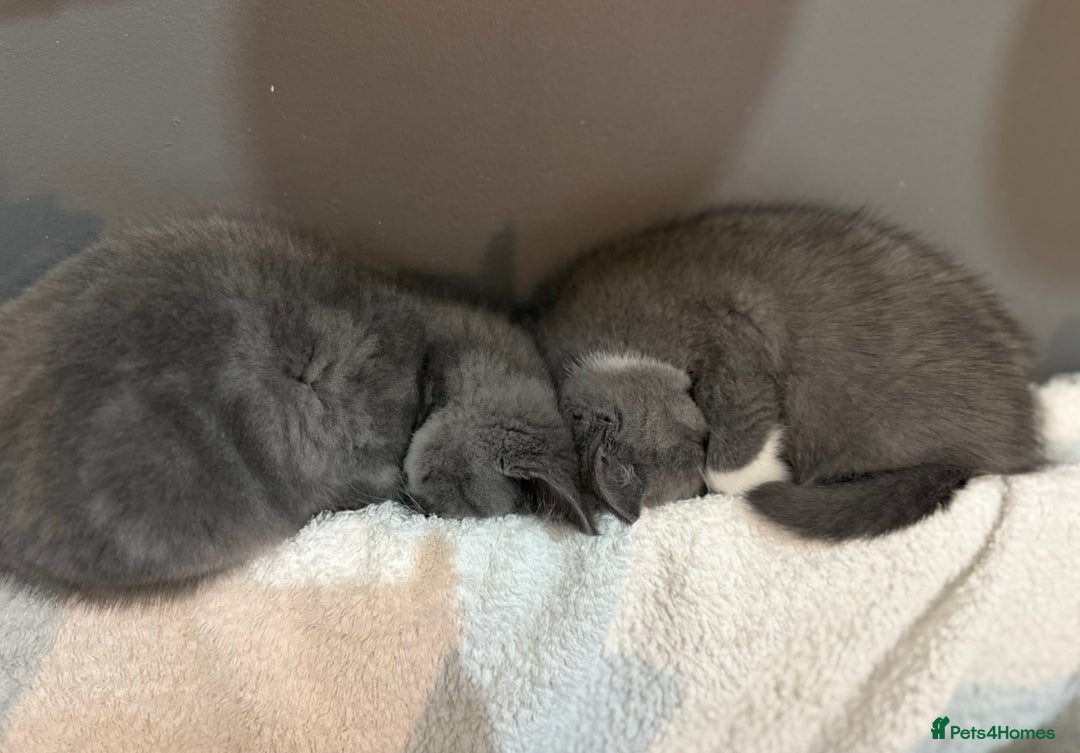 British Shorthair cats for sale: British shorthair kittens  - Image 9