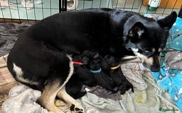 Mixed Breed dogs for sale: Puppies - Image 16