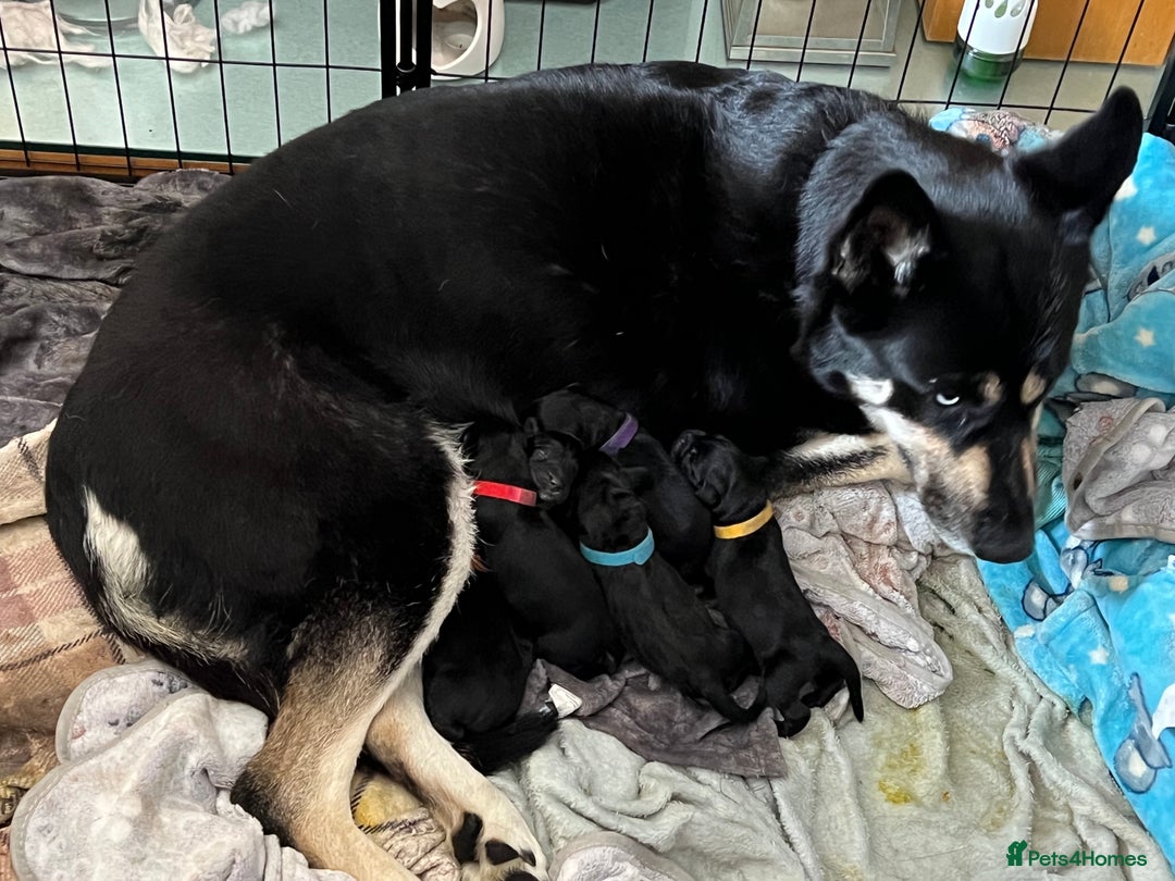 Mixed Breed dogs for sale: Puppies - Image 16