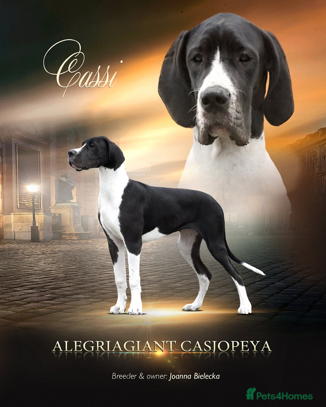 Great Dane dogs for sale: Fabolous Great danes - Image 3