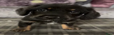 Doxiepoo 3