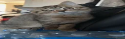 British Shorthair cats for sale: British short hair kittens ready to re home in Batley - Advert 7