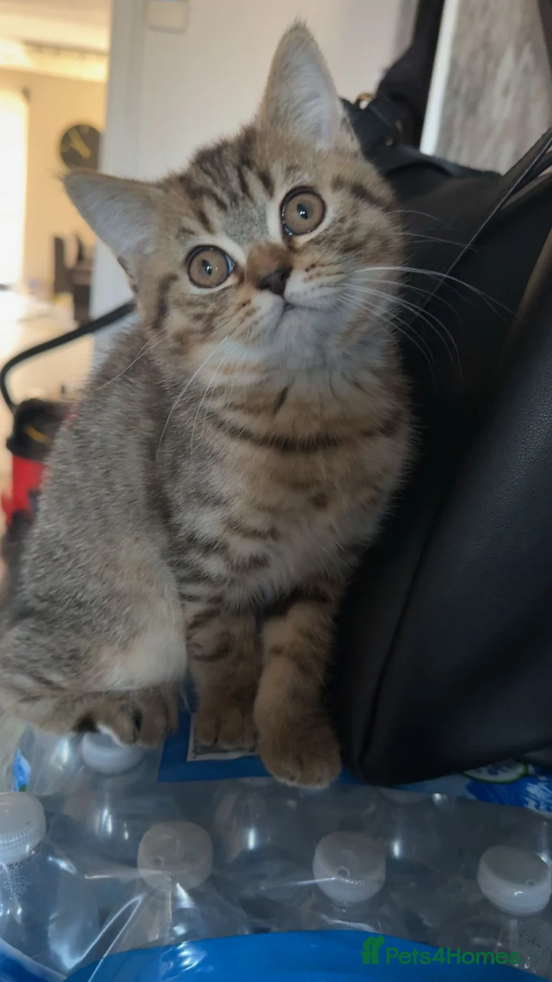 British Shorthair cats for sale: British short hair kittens ready to re home in Batley - Advert 7