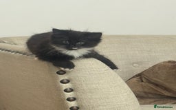Ragdoll cats for sale: Stunning part ragdoll kittens - Image 15