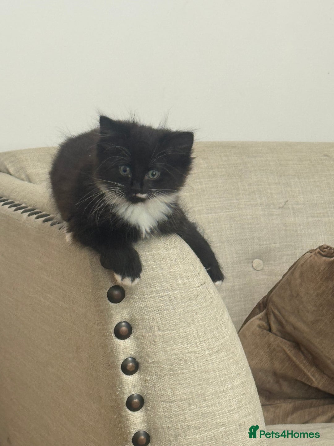 Ragdoll cats for sale: Stunning part ragdoll kittens - Image 15