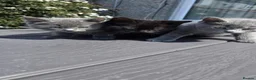 Mixed Breed cats for sale: Ragdoll/ British Shorthair kittens  - Advert 8