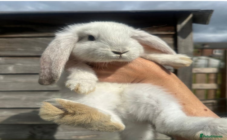 French Lop rabbits - Advert 1