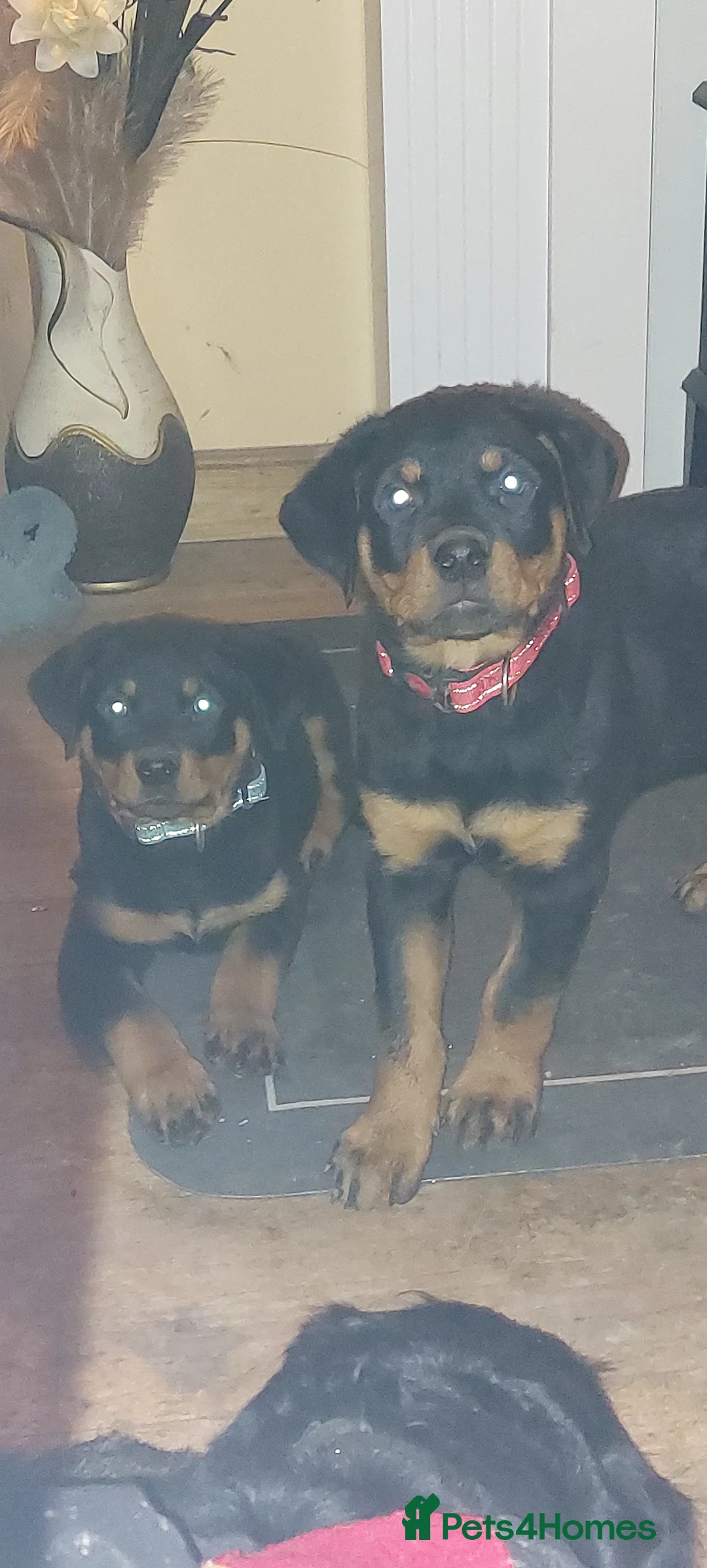 Rottweiler dogs for sale: 2 beautiful pups - Advert 2