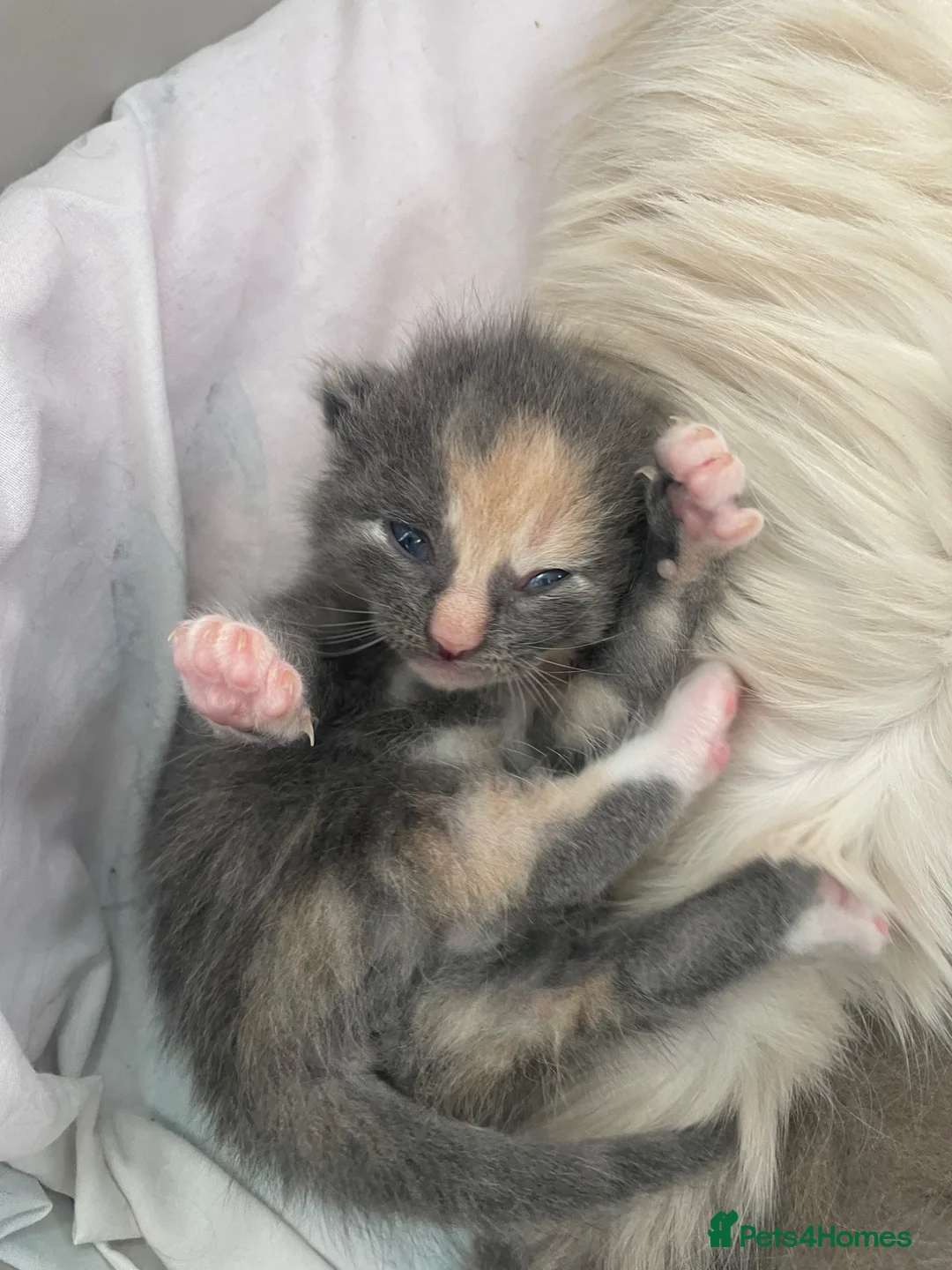 Mixed Breed cats for sale: Half ragdoll, Half domestic shorthair mix in Bedford - Advert 12