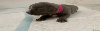 Staffordshire Bull Terrier 5