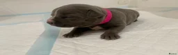 Staffordshire Bull Terrier dogs for sale: KC REG SOLID BLUE STAFFY PUPPY BEARS 💙 - Advert 15
