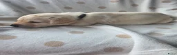 Labrador Retriever dogs for sale: Beautiful labrador puppies  - Advert 35