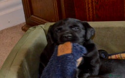 Labrador Retriever dogs for sale: Quality Labrador pups, KC, health tested parents - Image 1