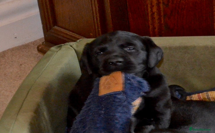 Labrador Retriever dogs - Advert 3