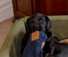 Labrador Retriever dogs - Advert 14
