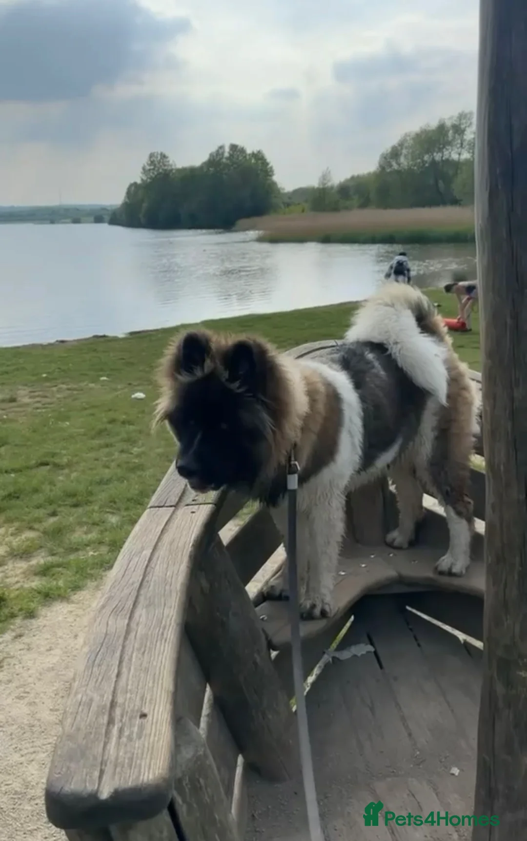 Akita dogs for sale: American Akita female  - Advert 4