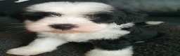 Tibetan Terrier dogs for sale: 1 STUNNING MALE Tibtan Terrier - Advert 6