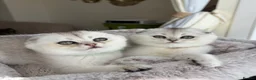 Scottish Fold cats for sale: Adorable Scottish Fold Kitten - Advert 4