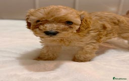 Cavapoochon dogs for sale: Premium Quality Teddy Toy Cavapoochons F1B - Advert 19